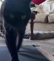 Black Cat Struts On Treadmill