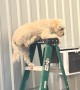 Dog Climbs Ladder At Cabinetry Shop