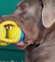 Dopey Doberman Squeaks Toy