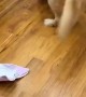 Golden Retriever Opens Present