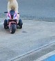 Puppy Rides on Three Wheeler