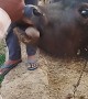 Cattle Uses Tongue To Help Count Money