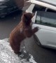Bear Gets Into Greg's Car