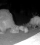 Raccoon and Opossum Share Midnight Snacks