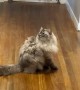 Ragdoll Cat Literally Bounces Off The Wall