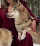 Wolf Gets Licky At Riding Hood Photoshoot