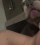 Dog Licks His Chops At Start Of Day