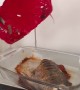 Fish Baking Fail Leaves Lid Melted
