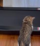 Cat Discovers Treadmill