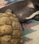 Tortoise Attempts Climb Over Dog Brother