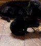 Void Cat and Void Dog Share Dinner