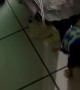 Puppy Pulls Toy And Knocks Laundry Down