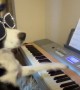 Dog Pianist Plays New Composition