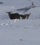 3 Coyotes Attack Mule Deer in Yellowstone National Park