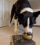 Border Collie Places Coins In Pot Of Gold