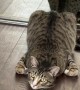 Cat Poses As Rotisserie Chicken