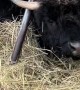 Cow Gets Head Stuck In Hay Rack