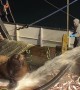 Sea Lion Finds Free Food on Fishing Boat