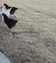 Wind Threatens To Blow Chickens Away