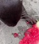 Otters Messily Eat Watermelon