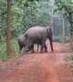 Elephant Herd Chased Away From Plantation Fields