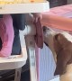 Girl Shares Dinner With Basset Hound