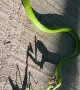 Praying Mantis Stands Its Ground Against Snake
