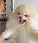 Pomeranian Angry At Groomer's Dryer