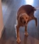 Dog Spins With Joy At Dad Being Home