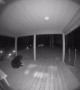 Black Bear Plays With Solar Yard Light
