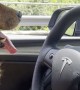 Dog Drives Using Tesla Autopilot