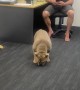 Office Dog Launches Ball