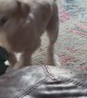 Dog's Depth Perception Fails Couch Jump