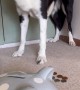Can a Fully Blindfolded Dog Put Coins Into a Piggy Bank?