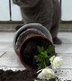 Cat Acts Innocent Next to Toppled Flower Pot