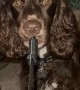 Cocker Spaniel Has a Knife