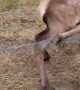 Rescuing Elk Calf From Barbed Wire Fence