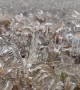 Frozen Rain Encases Grass In Glass