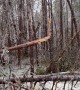 Massive Ice Storm Causes Trees to Snap and Fall Across Ontario