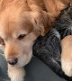 Cat Cuddles Up To Old Golden Retriever