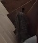Cat In Cone Of Shame Struggles With Stairs