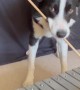 Dog's Jazzy Number for Glockenspiel