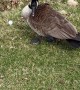 Ornery Geese Won't Let Golfers Get Their Stuff