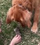 Golden Retriever Looks After Baby Bunnies