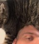 Guy Pets Cat's Belly With His Head