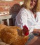 Distinguished Chicken at Tea Time