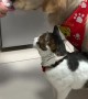 Dog Blocks Cat From Squeezed Treat
