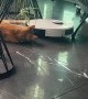 Orange Cat Helps Vacuum Clean