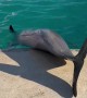 Sleeping Dolphin Doesn't Notice Woman Sneaking Up