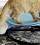 Cat Takes Swivel Chair for a Spin